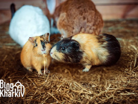 Контактний зоопарк у ТРЦ «Дафі» в Харкові — милі звірята, чи справжній жах за склом