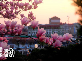4 місця в Харкові, де я закохалась у магнолії