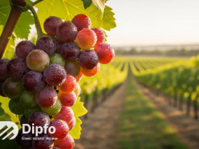 В Україні запрацює новий закон про вино та виноградарство
